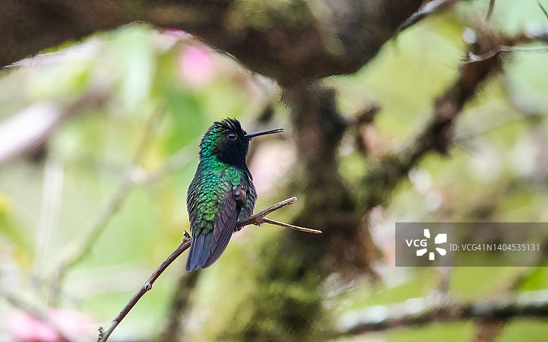 黑腹蜂鸟特写图片素材