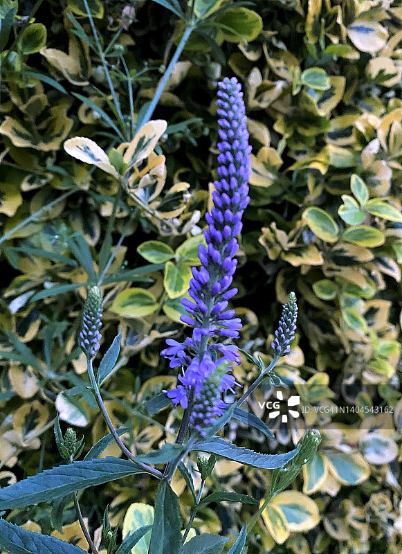 在傍晚光线下的穗花婆婆纳图片素材