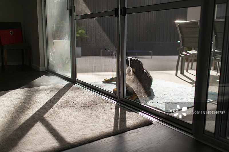 在外面等待的狗图片素材