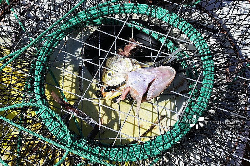 渔网内的鱼头图片素材