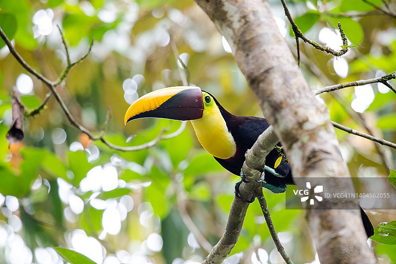黄喉巨嘴鸟图片素材