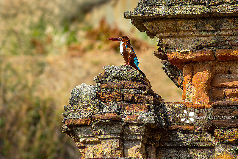 废墟中的国王图片素材