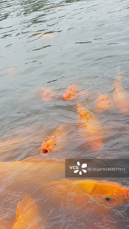 橙色鱼类5图片素材