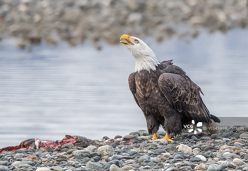 秃鹰将一条大鲑鱼拖到岸边，并呼唤伴侣图片素材