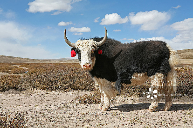 西藏的牦牛图片素材