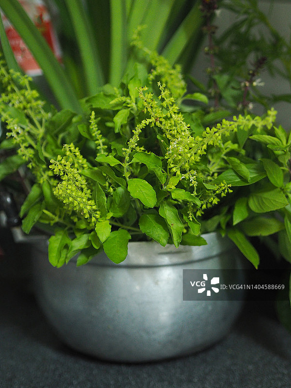 铝锅中浸泡在水中的罗勒和香兰叶图片素材