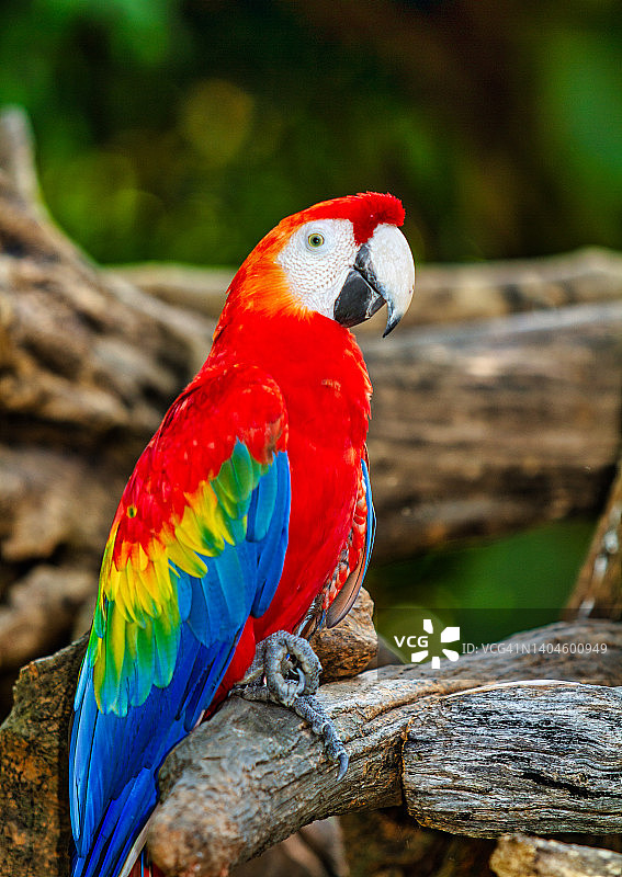 金刚鹦鹉图片素材