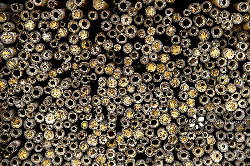 昆虫旅馆图片素材