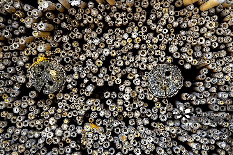 昆虫旅馆图片素材