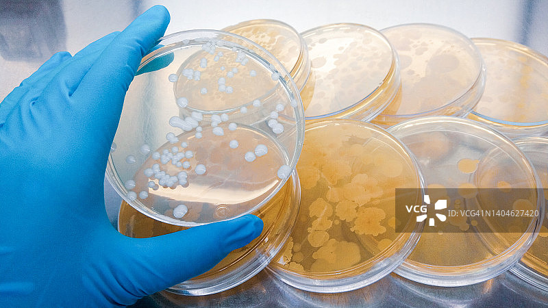 在实验室检查抗生素的培养皿的特写镜头。图片素材