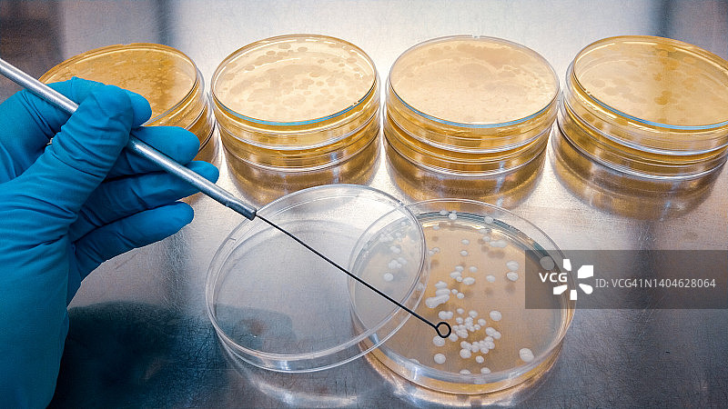 在实验室检查抗生素的培养皿的特写镜头。图片素材