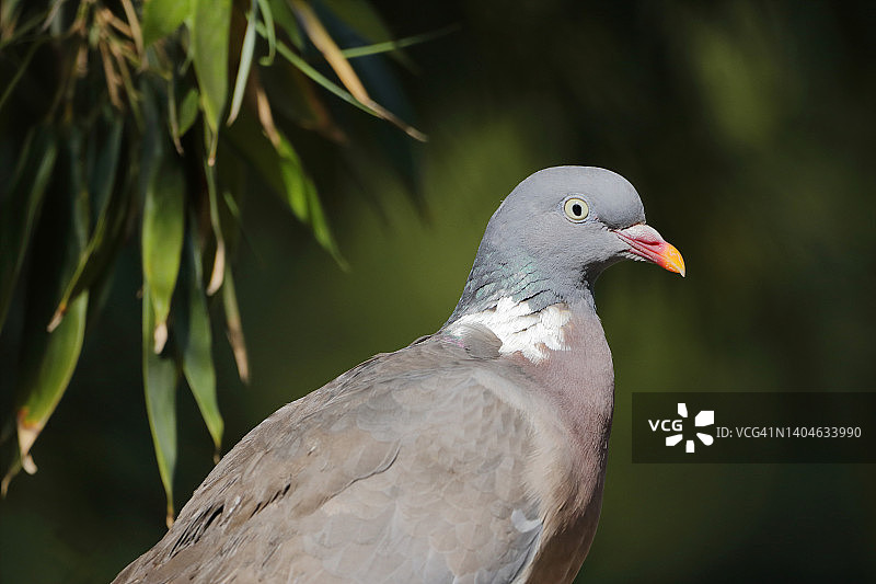 法国塞纳-马恩省的斑鸠图片素材