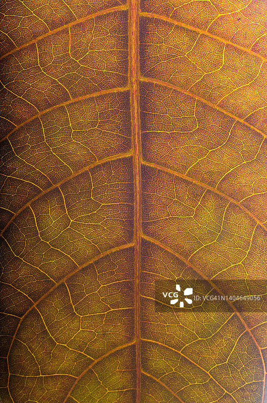 紫叶特写图片素材