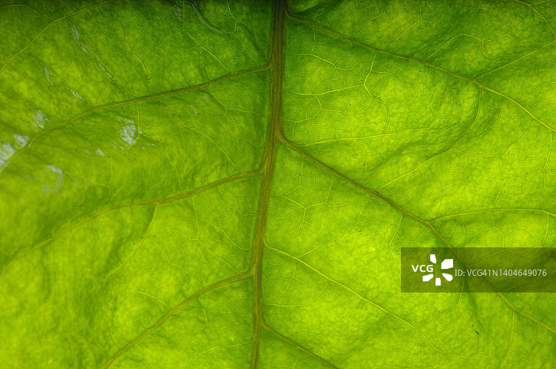 绿叶细节特写图片素材