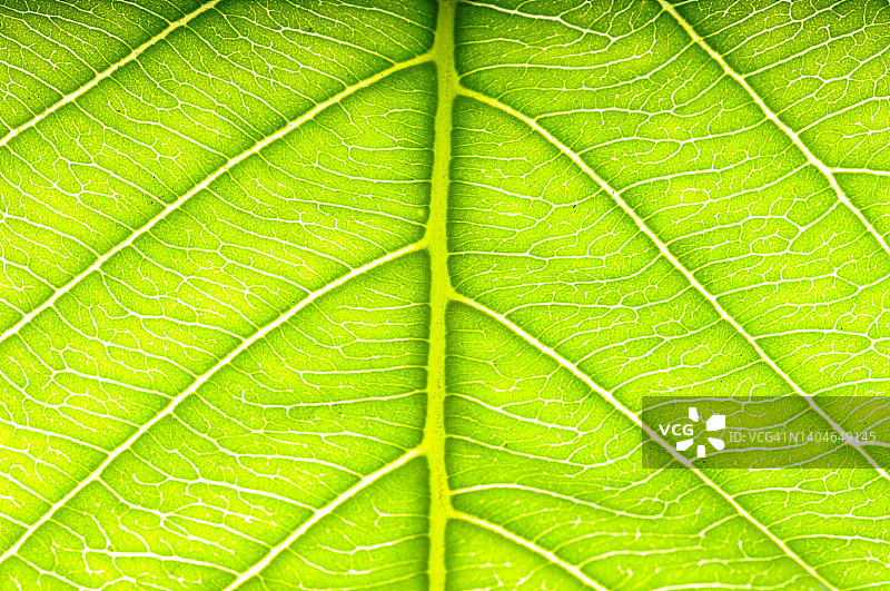 绿叶细节特写图片素材