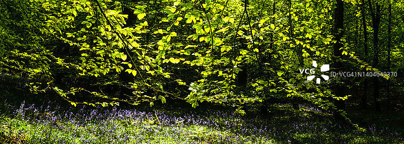 阳光照耀下的田园森林空地全景，新鲜翠绿的树叶图片素材