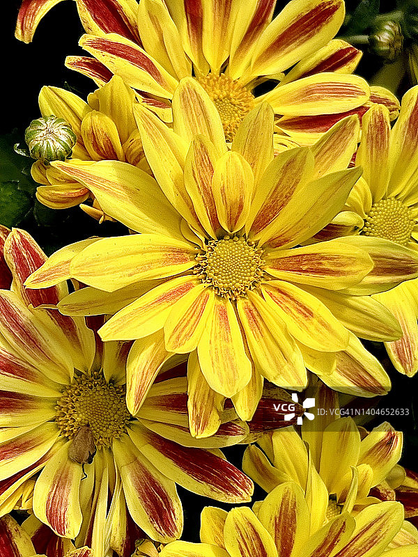 盛开的勋章菊特写图片素材