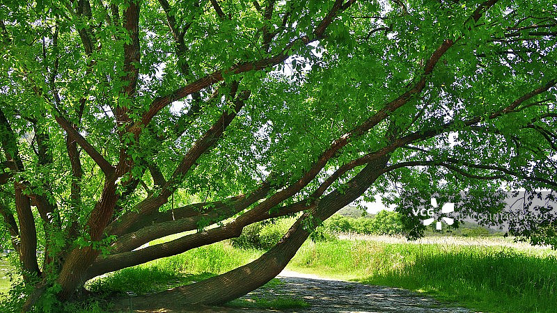 韩国昌宁郡牛浦湿地生态公园图片素材