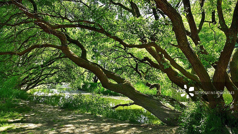 韩国昌宁郡牛浦湿地生态公园图片素材