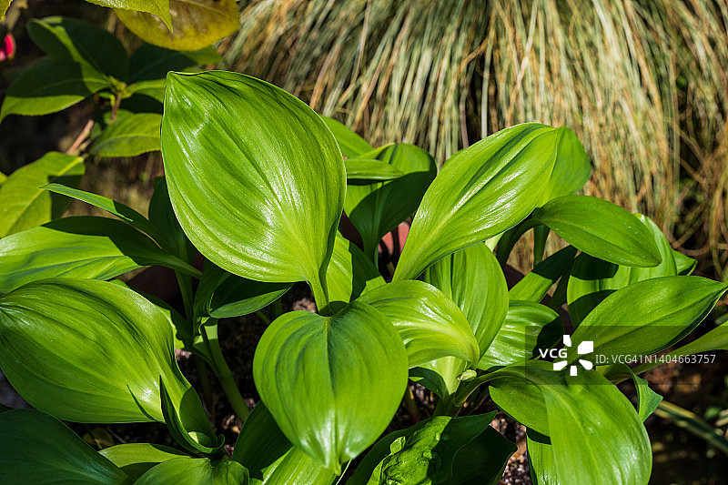 茗纳物（鲜蒜）图片素材