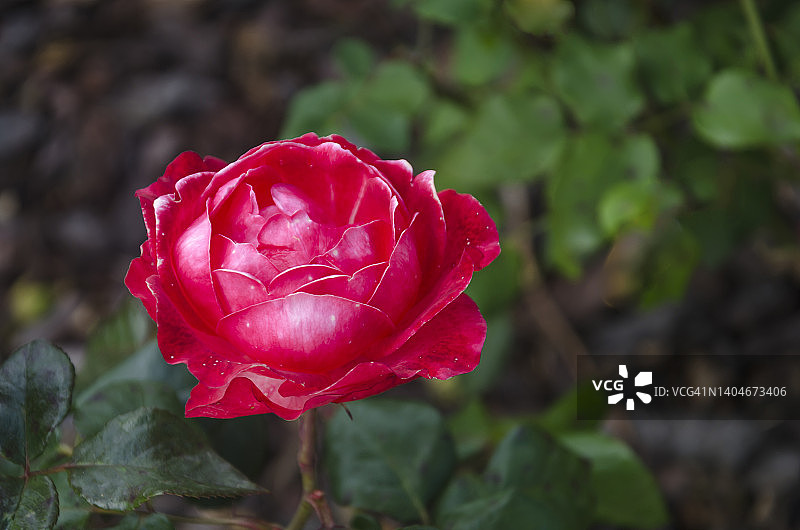 花园中带有白色调的美丽红玫瑰，自然背景模糊图片素材