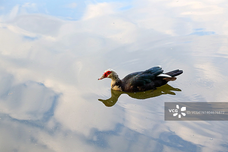 美洲家鸭图片素材