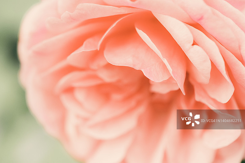 杏色玫瑰花特写图片素材