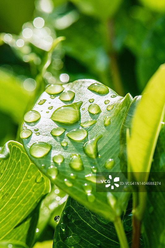 带有露珠的绿叶特写图片素材