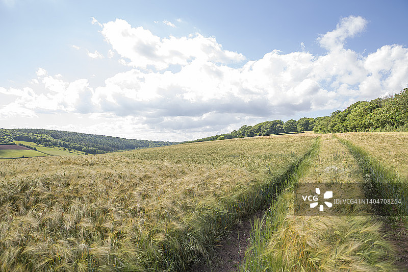 大麦作物图片素材