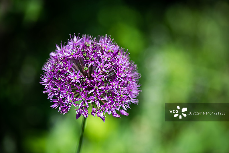 紫洋葱花朵特写图片素材