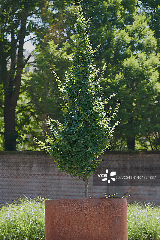 树木和耐候钢图片素材