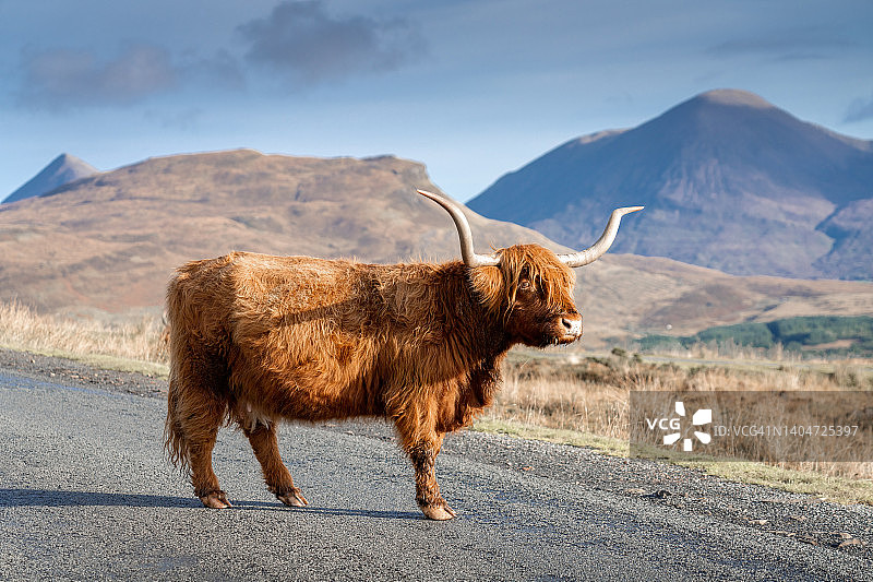 斯凯岛日出——苏格兰高地牛图片素材