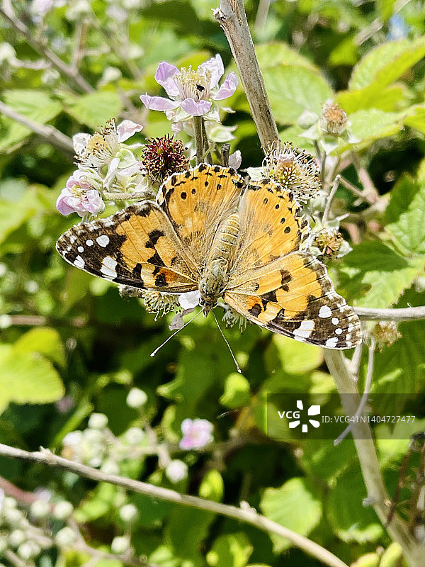荨麻蛱蝶图片素材
