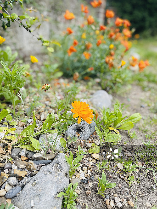 橙色万寿菊图片素材