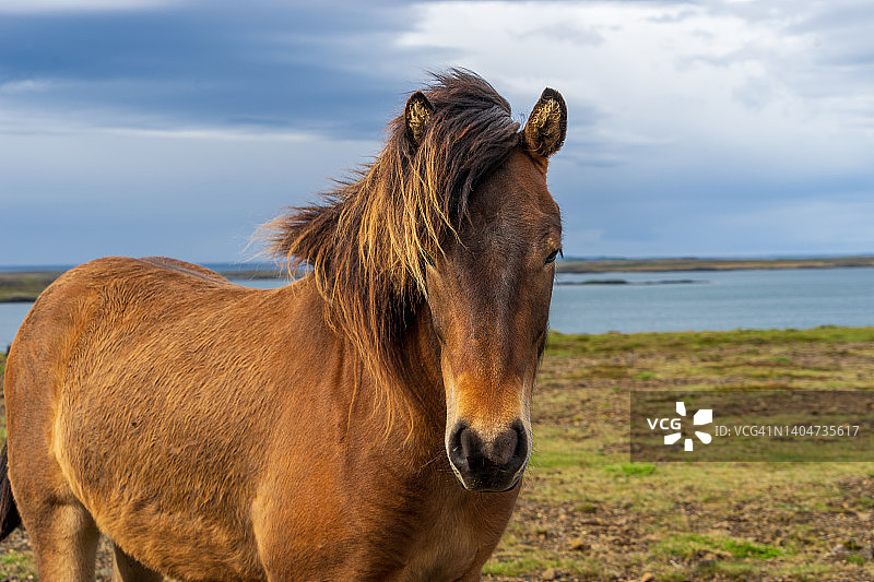 冰岛棕色马在Breidafjordur的牧场上图片素材