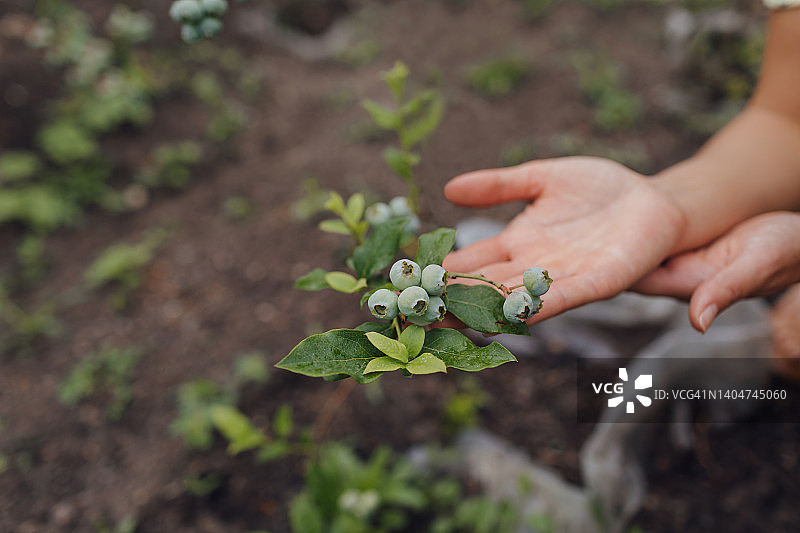 生态农场：年轻亚洲女性采摘未成熟蓝莓果实特写图片素材