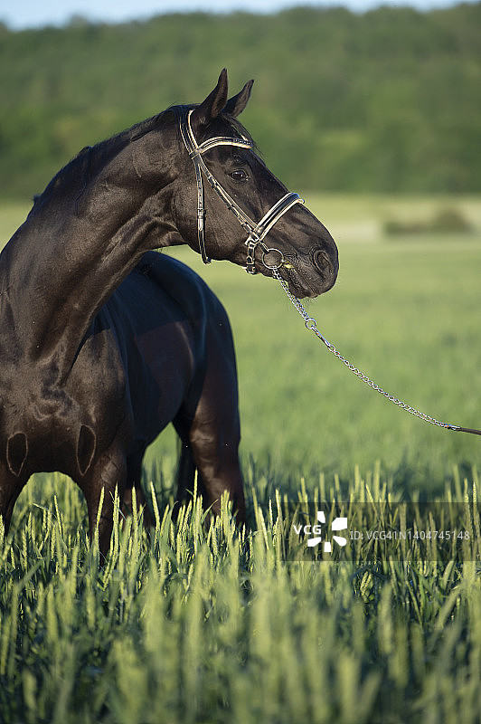 绿色麦田里美丽的黑马肖像图片素材