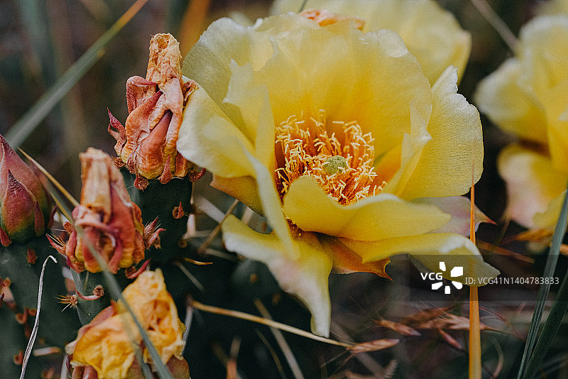 仙人掌花朵特写图片素材