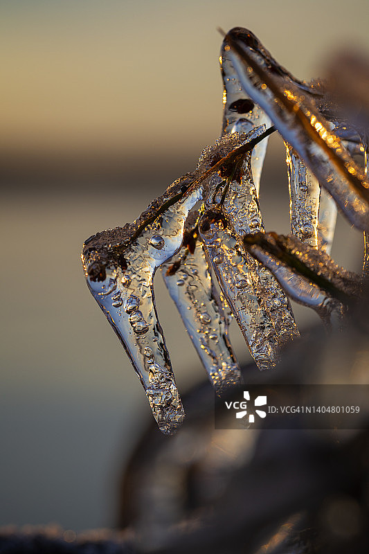 冬季日落时分冰冻植物上的冰柱微距特写图片素材