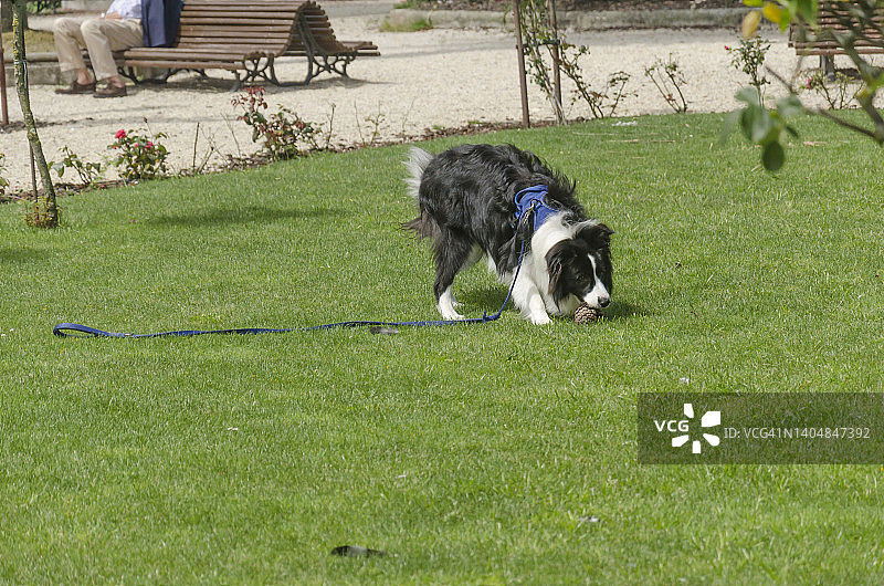 一只黑白相间的边境牧羊犬在玩松果图片素材