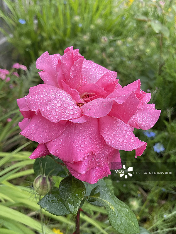 盛开的粉色月季（中国蔷薇）特写图片素材