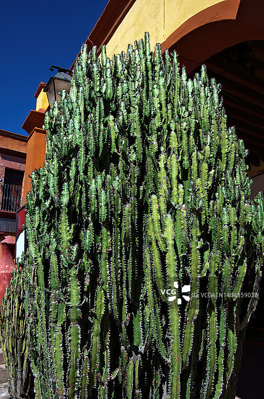 盆栽三角霸王鞭仙人掌（俗称非洲牛奶树）靠在建筑物外墙上图片素材