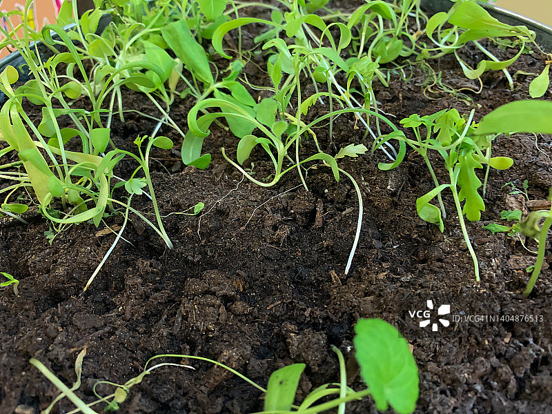 从有机土壤中长出的嫩芽图片素材