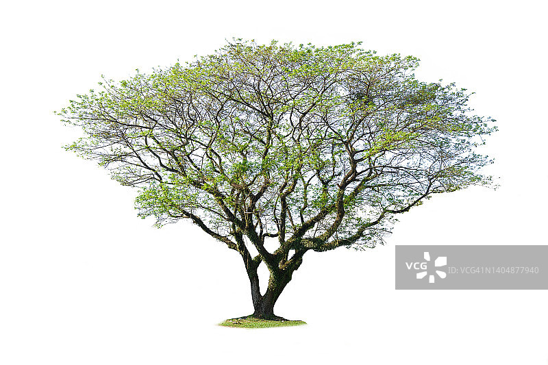 白色背景下的猴荚树图片素材