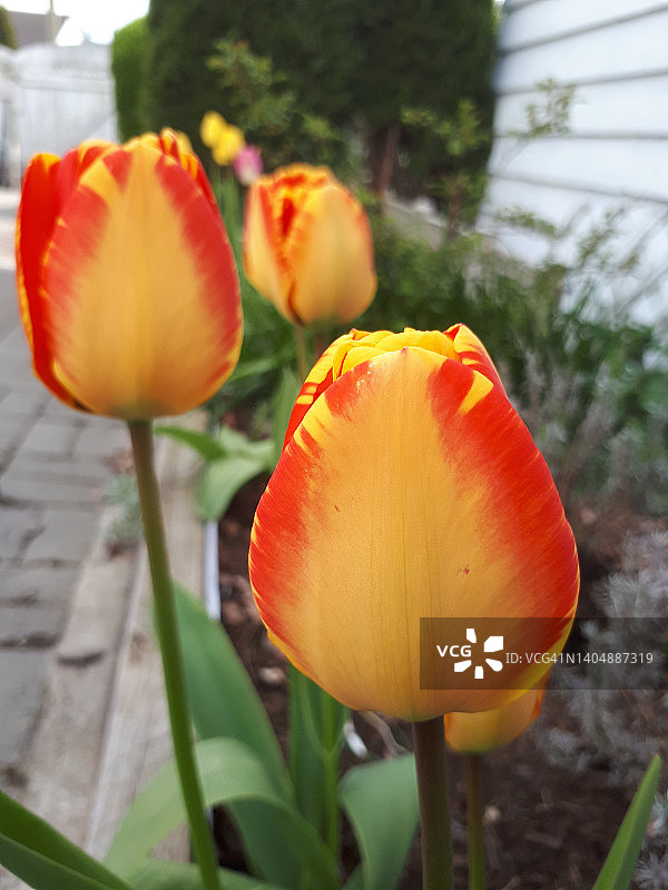 多种颜色的花园花卉图片素材