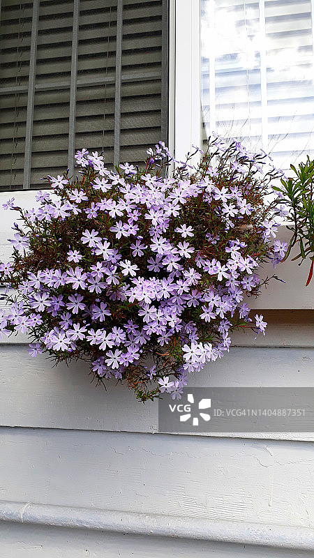 多种颜色的花园花卉图片素材