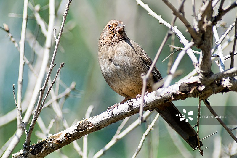 加州奇威鸟栖息在光秃秃的树枝上的低角度特写图片素材