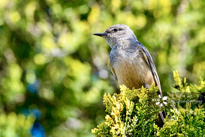 西部蓝知更鸟栖息在红雪松上特写图片素材