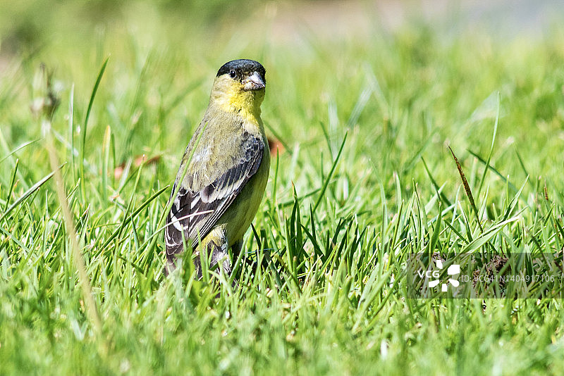 高高站在草地上的雄性小金翅雀图片素材