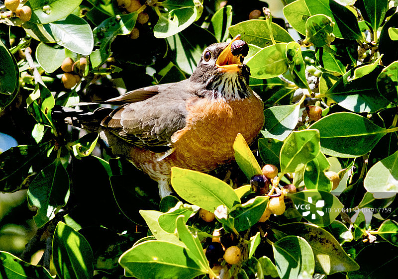 知更鸟食用榕树果实特写图片素材